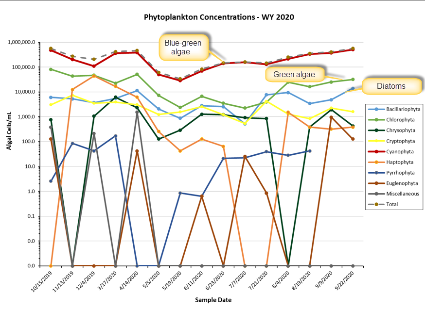 Phytoplankton Concentrations graph